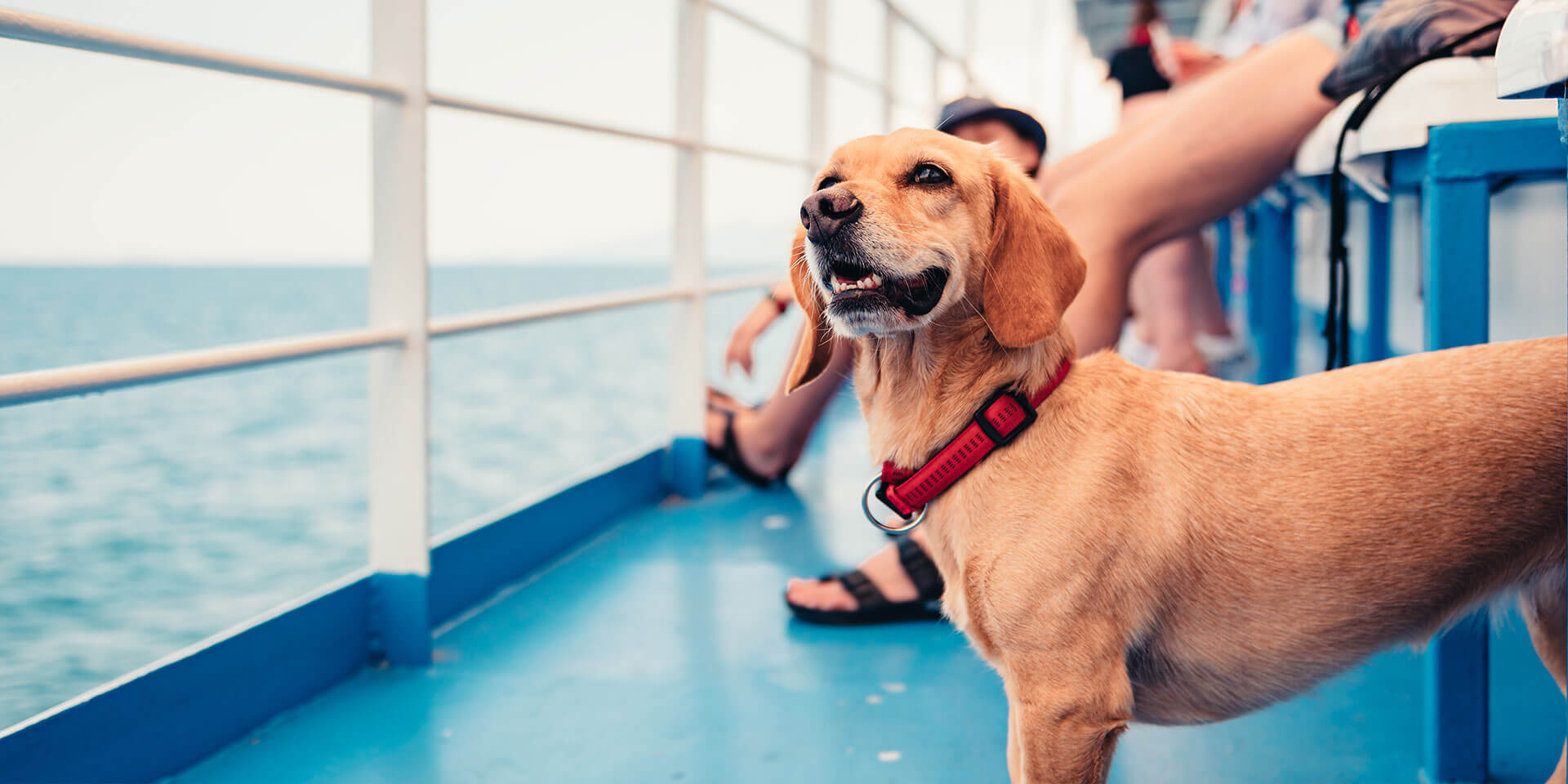 Can You Take Dogs On Ferry To Jersey